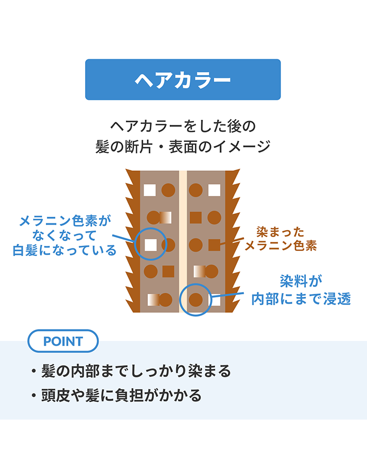 ヘアカラーの作用を示した毛髪の断面図