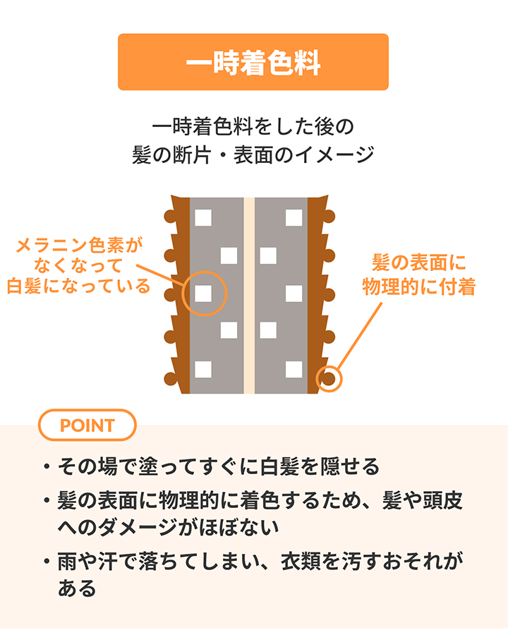 一時着色料の作用を示した毛髪の断面図